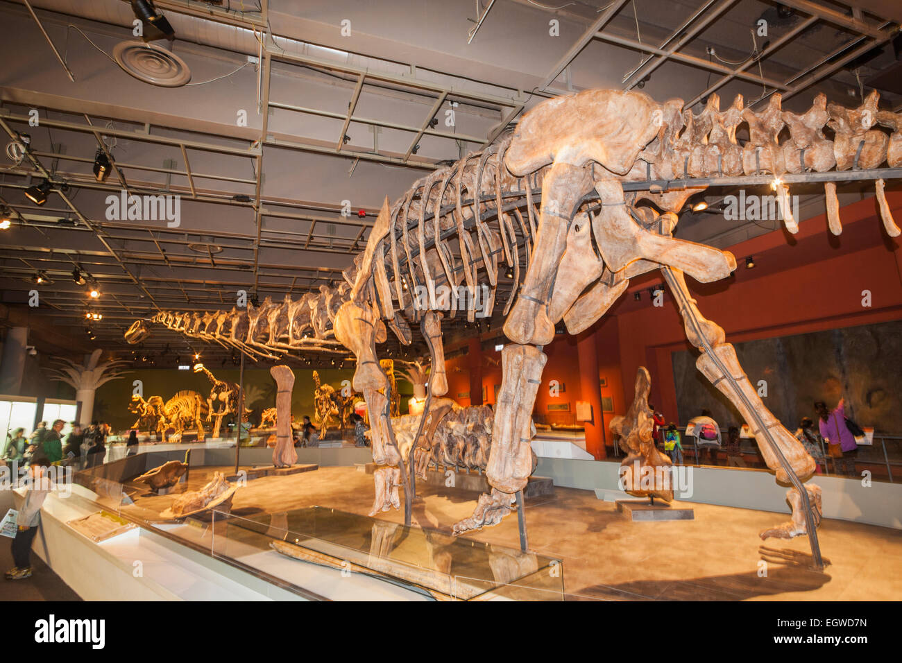 La Chine, de l'Daxiatitan Binglingi squelette Banque D'Images