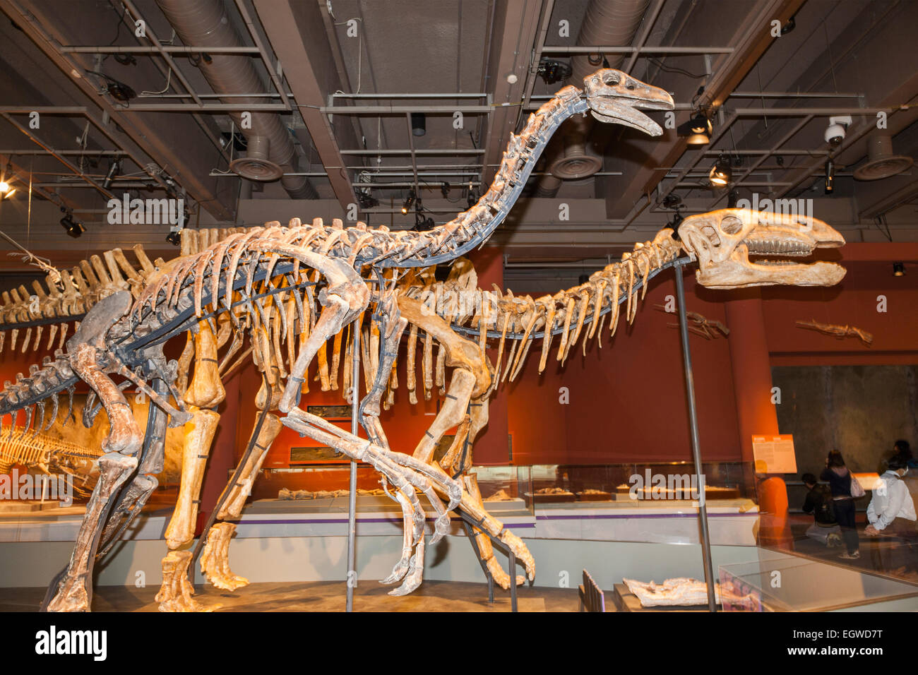 La Chine, de l'Lanzhousaurus Skeltons Magnidens et Beishanlong grandis Banque D'Images