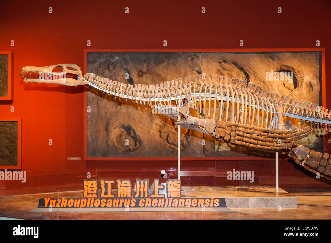 La Chine, de l'Yuzhoupllosaurus Chenjianensis squelette Banque D'Images