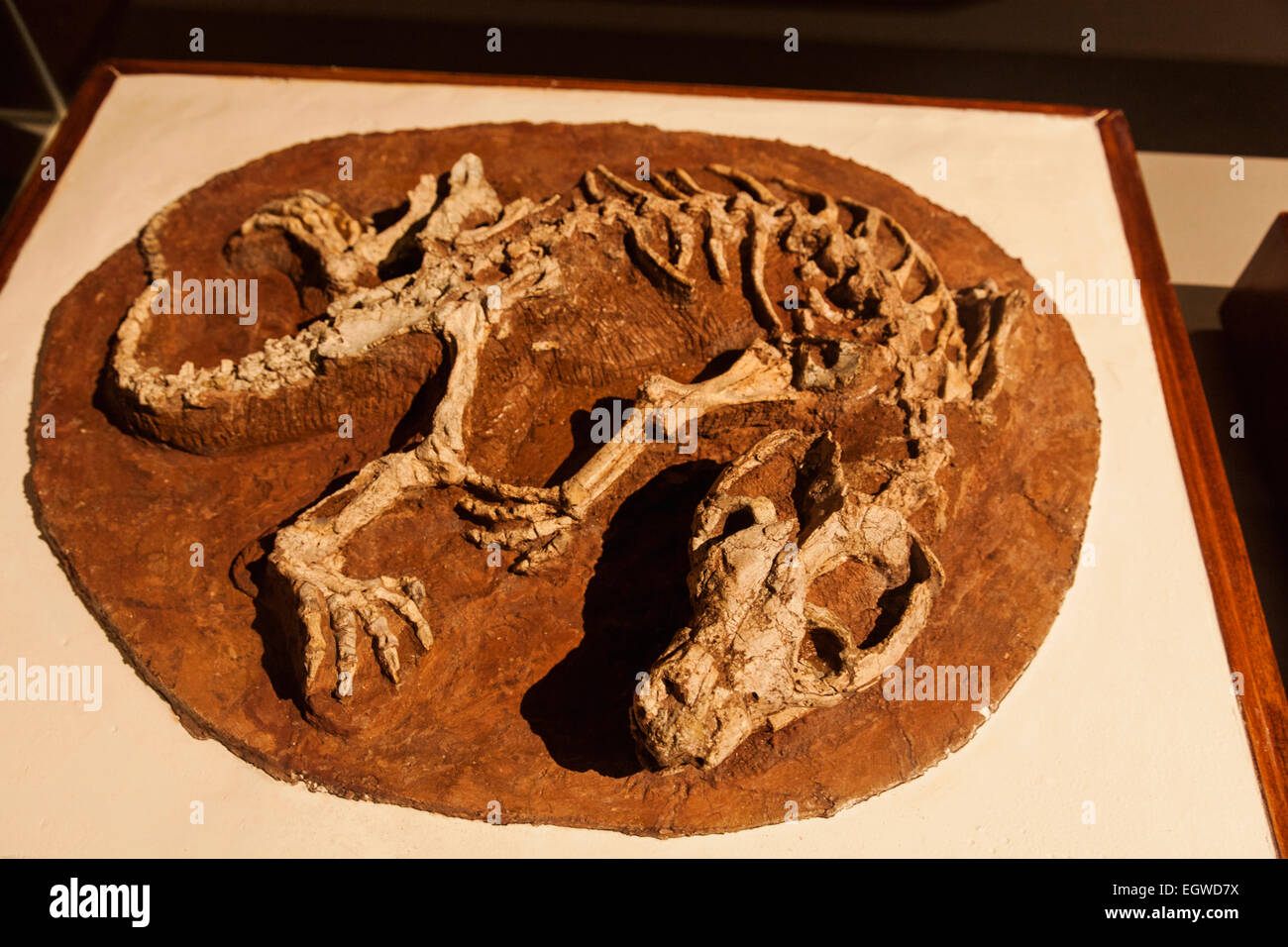 Chine,Skelton de Repenomamus Giganticus Banque D'Images