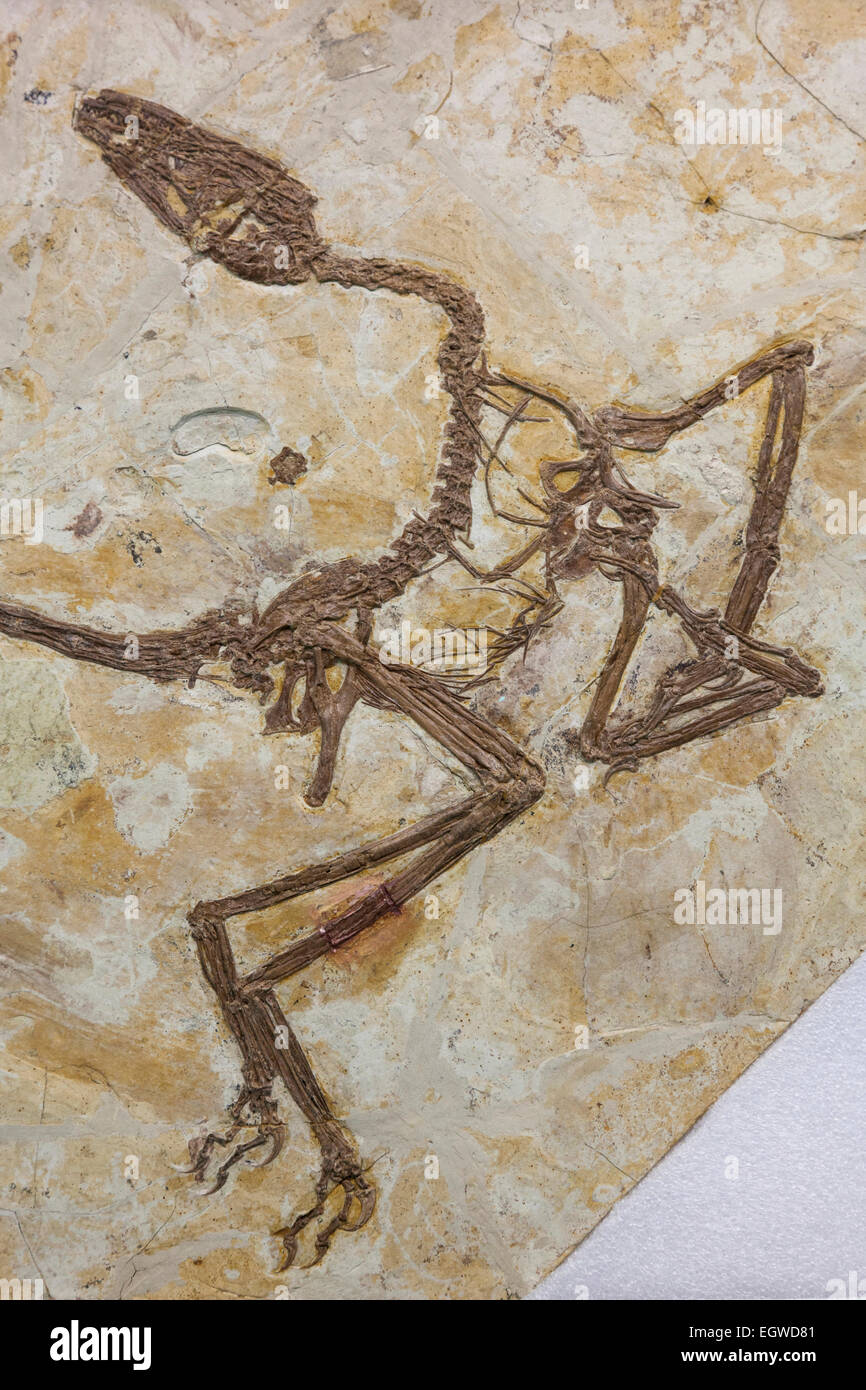 La Chine, de l'Haoiana Sinonithosaurus squelette fossilisé Banque D'Images