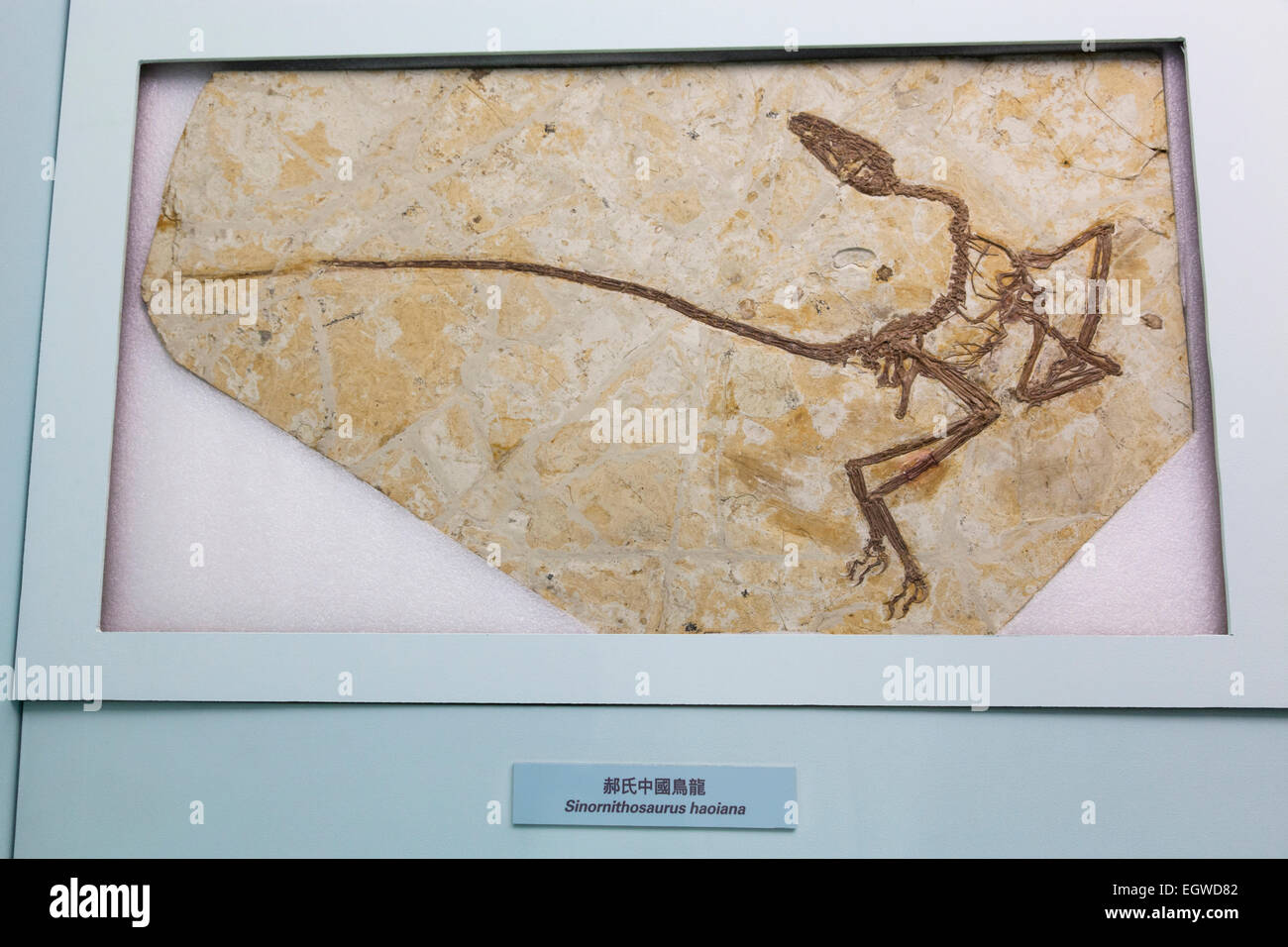 La Chine, de l'Haoiana Sinonithosaurus squelette fossilisé Banque D'Images