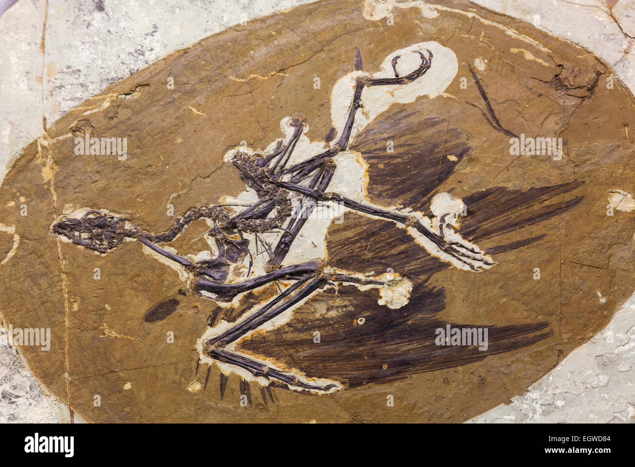 La Chine, squelette fossilisé de Sapeornis Chaoyangenis Banque D'Images