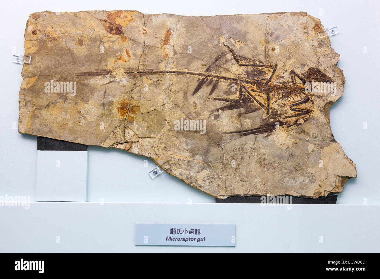 Chine, fossilisé squelette de Microraptor Gui Banque D'Images