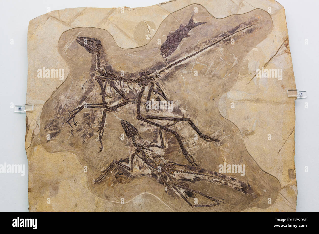 La Chine, squelette de dinosaure fossilisé d'Anchiornis Huxleyi Banque D'Images
