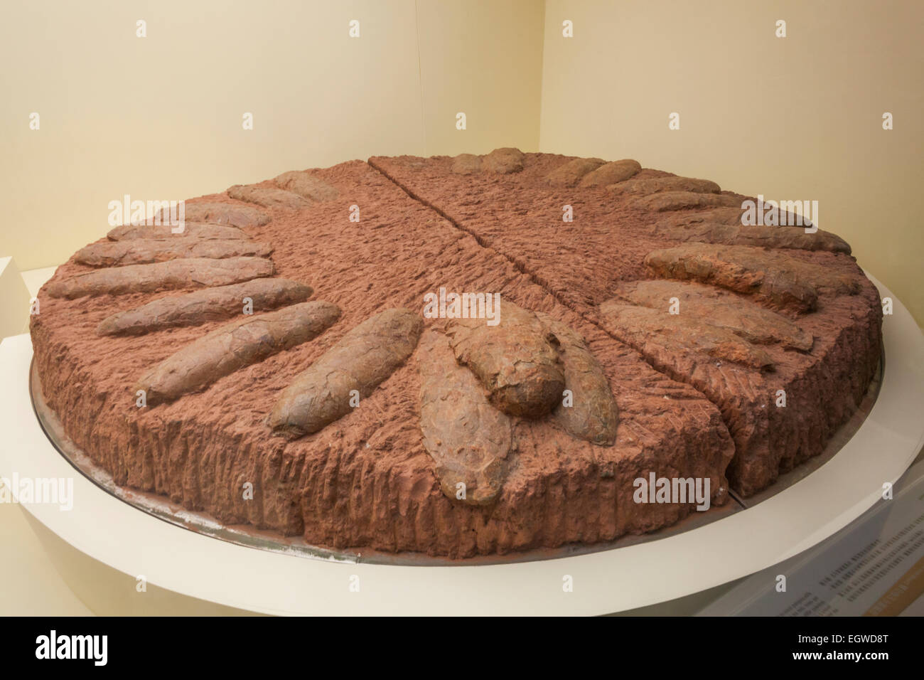 La Chine, oeufs de dinosaures fossilisés Banque D'Images