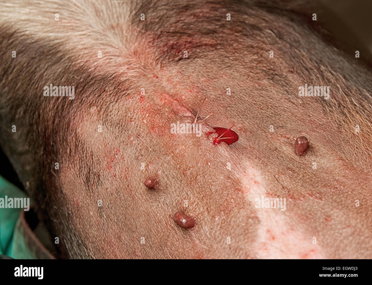 Plaie chirurgie chien ,opération post blessure à l'abdomen chez le chien Banque D'Images Plaie chirurgie chien ,opération post blessure à l'abdomen chez le chien Banque D'Images