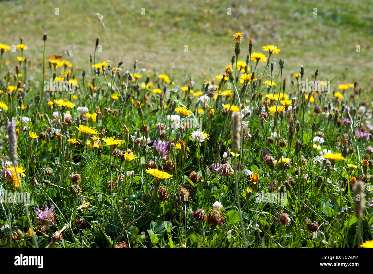 Fleurs de montagne dans les Alpes meadow Banque D'Images