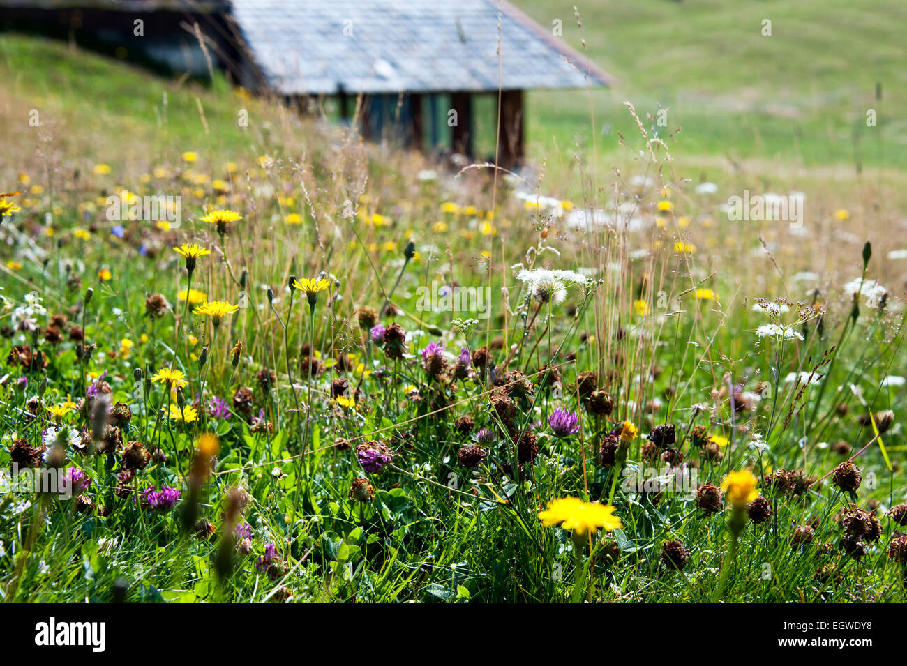 Fleurs de montagne dans les Alpes meadow Banque D'Images