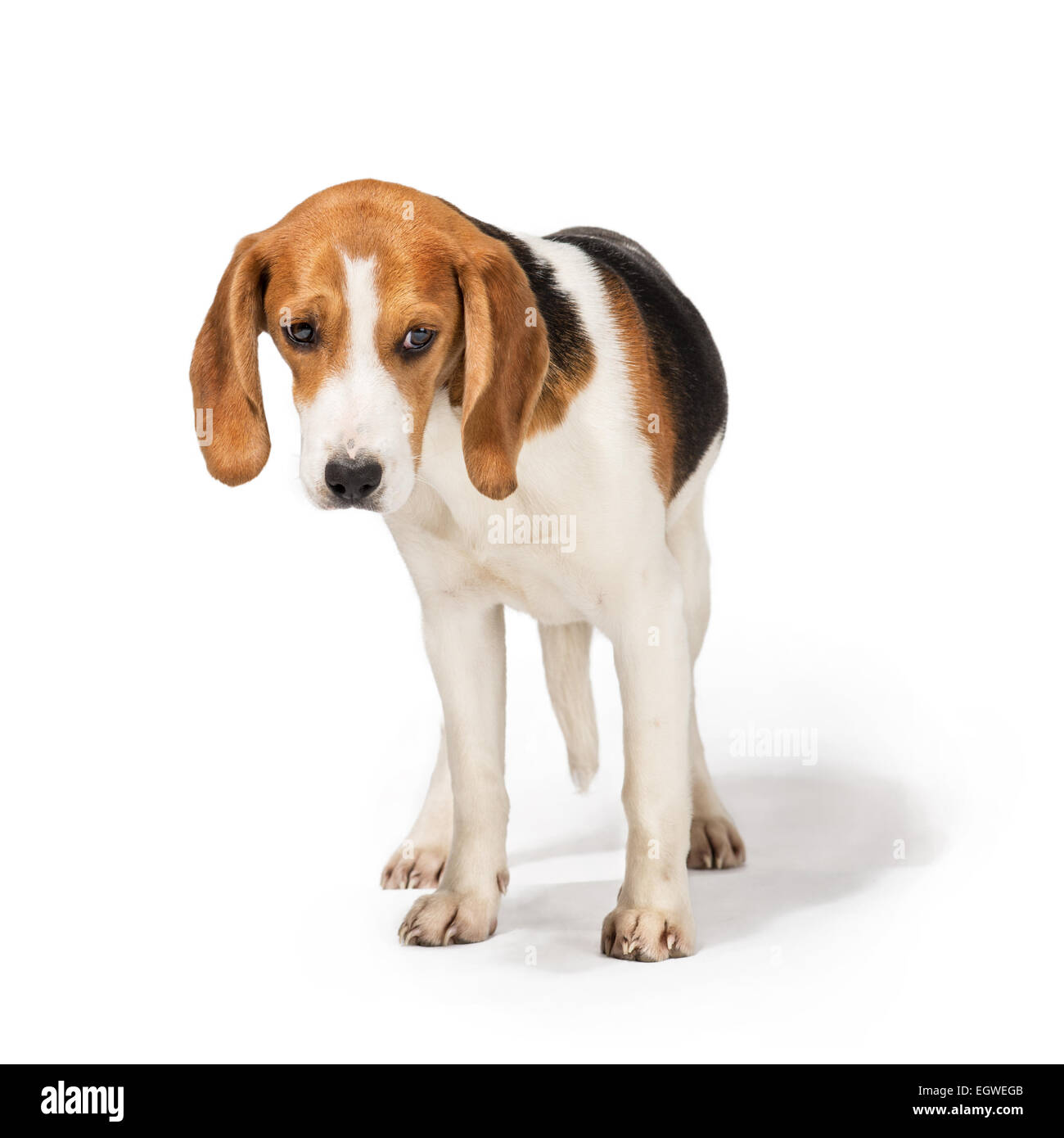 Beagle Banque D'Images