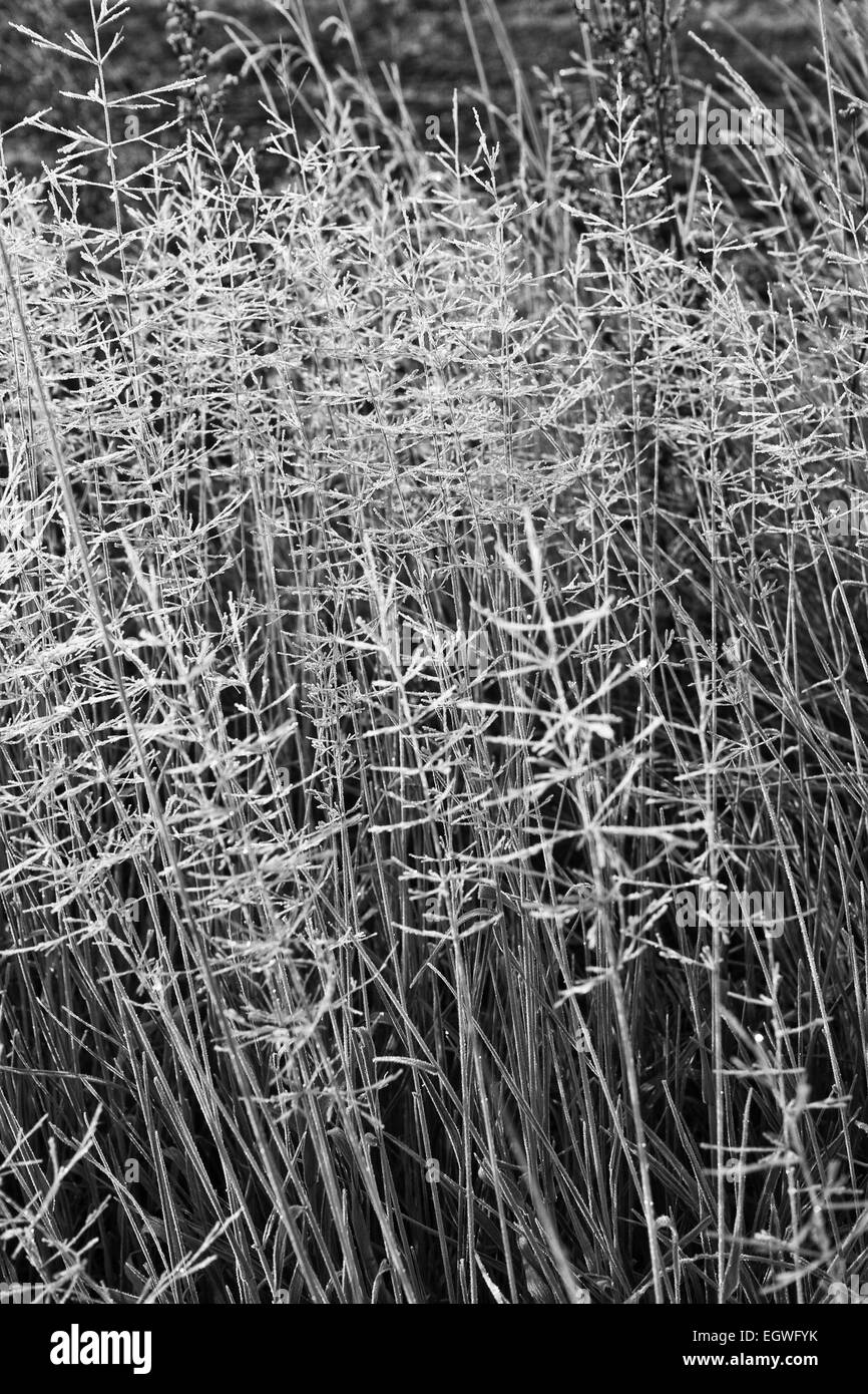 Photo en noir et blanc de givre blanc sur les petites plantes Banque D'Images