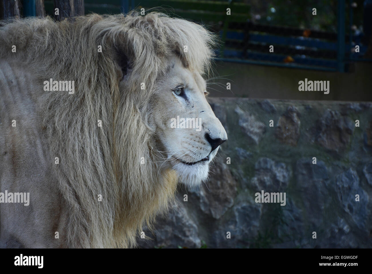 Lion blanc à la recherche de personnes dans le zoo Banque D'Images