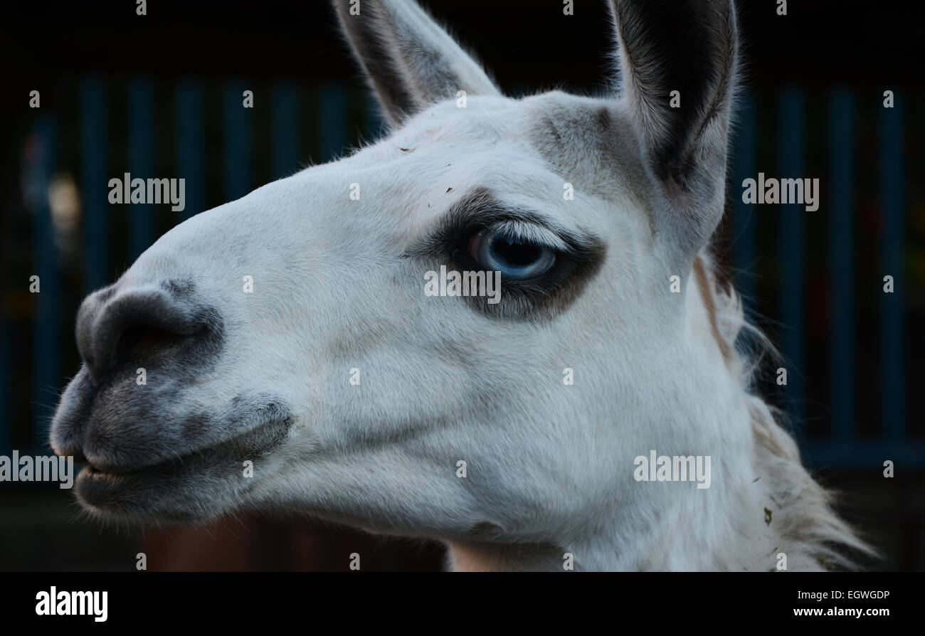 Close up d'un lama blanc aux yeux bleus dans le zoo Banque D'Images