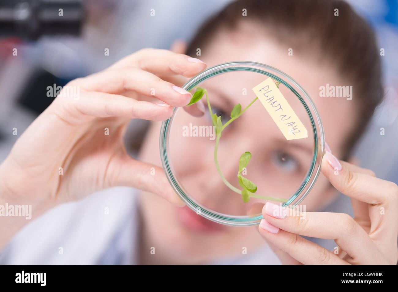 Étude de femme de modification génétique des plantes OGM dans le laboratoire Banque D'Images