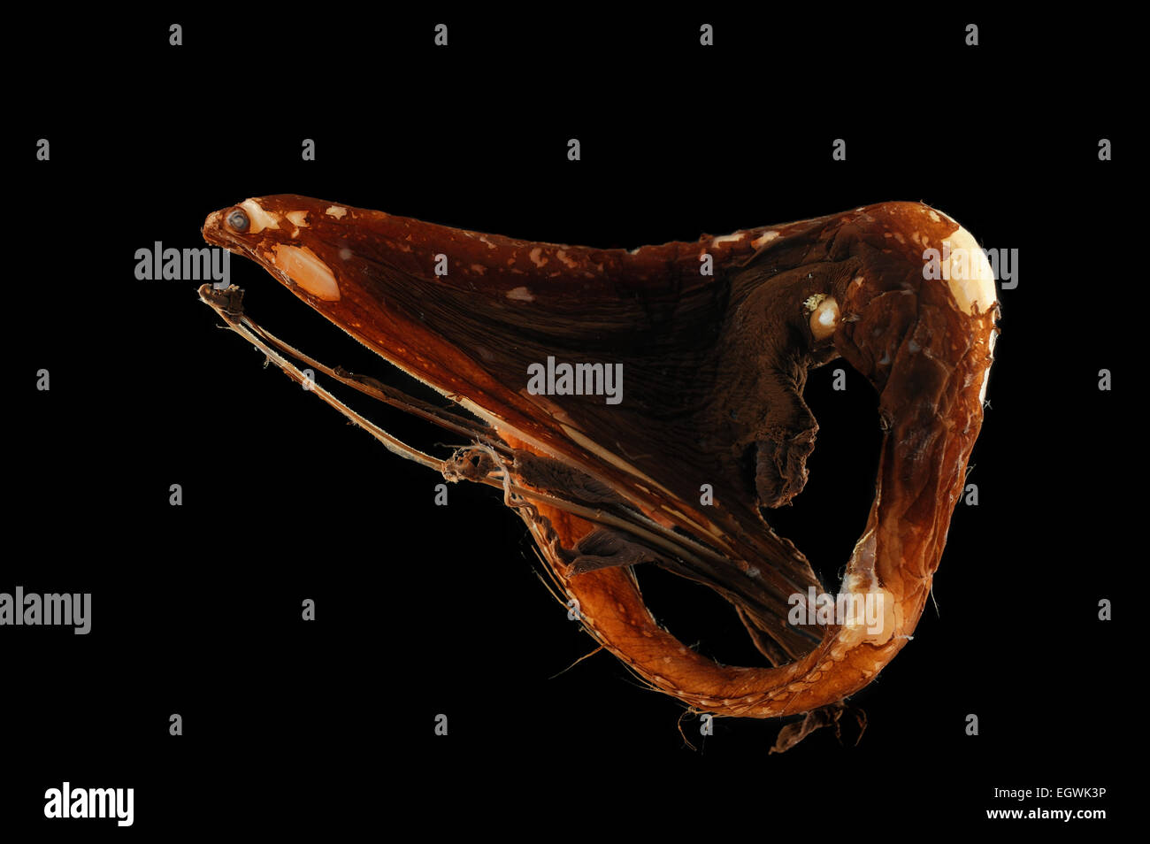Pelikanaal (Eurypharynx pelecanoides), 800-1000m tiefe, 30.04.1992 Banque D'Images