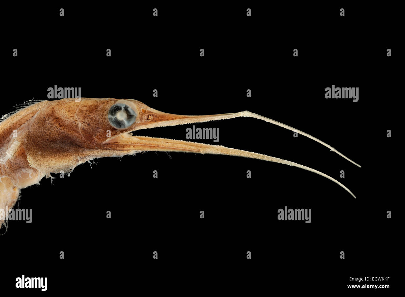 Boxer snipe eel (Nemichthys curvirostris) | Schnepfenaal (Nemichthys curvirostris). 800-900m tiefe, FS Poseidon, Mittelmeer, 04.05.1991 Banque D'Images