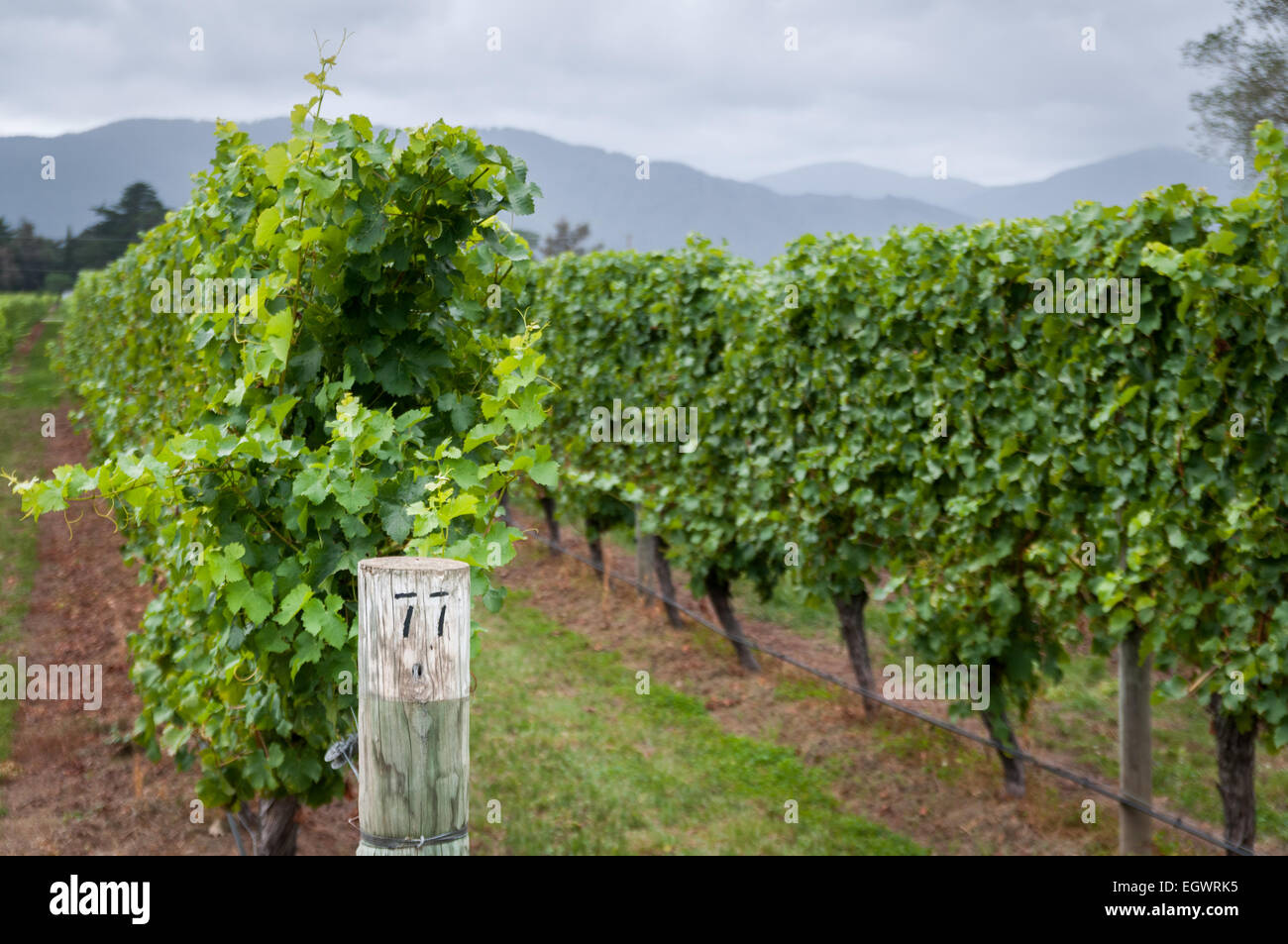 Cloudy Bay Winery vineyard, Blenheim, Marlborough, île du Sud, Nouvelle-Zélande. Banque D'Images