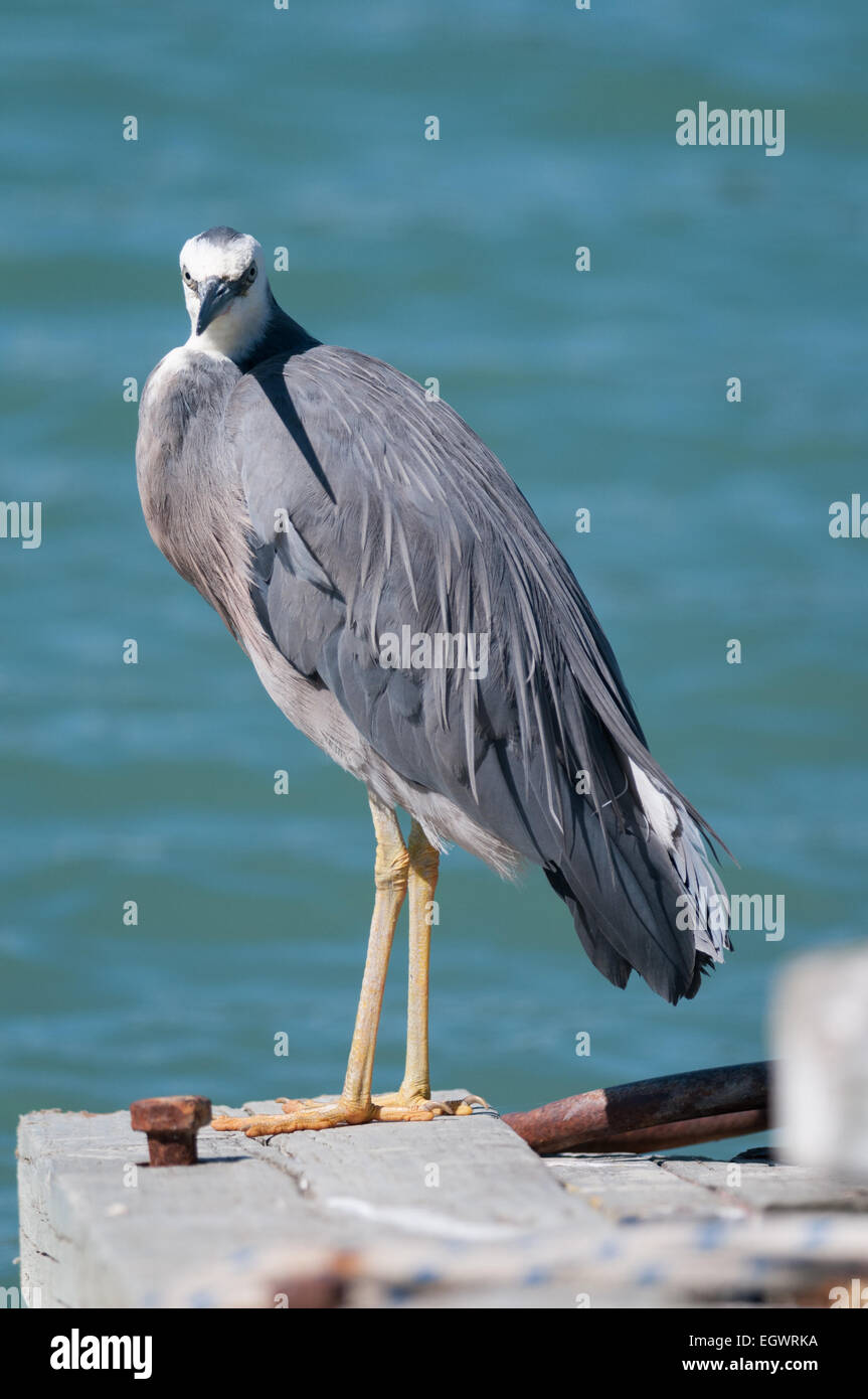 Une aigrette à face blanche (ardea novaehollandiae), Mapua, Tasman, île du Sud, Nouvelle-Zélande Banque D'Images