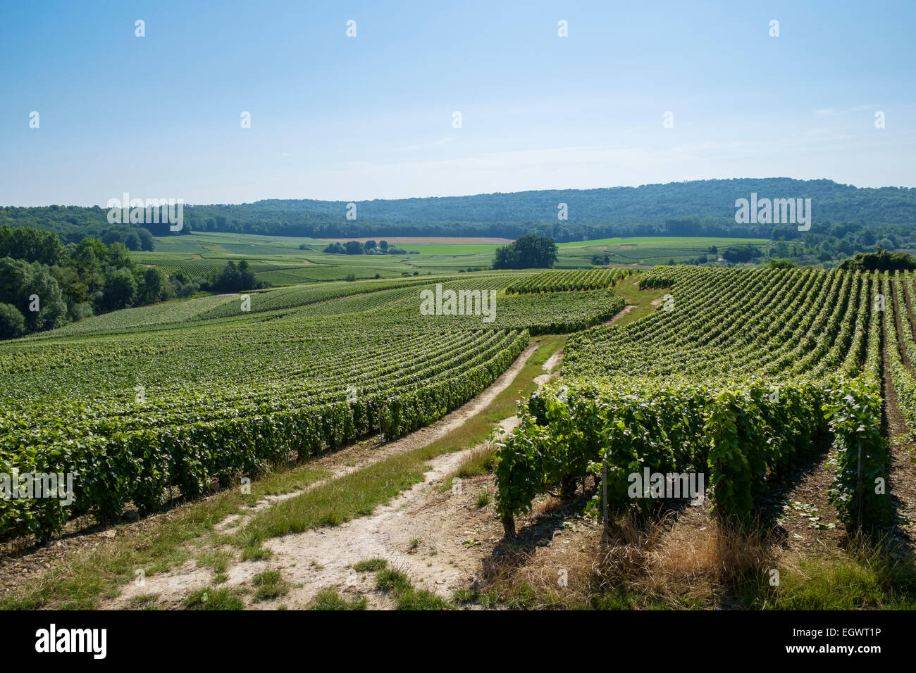 Vignoble, France - Les champs de vignes en Champagne, France, l'Europe en été Banque D'Images