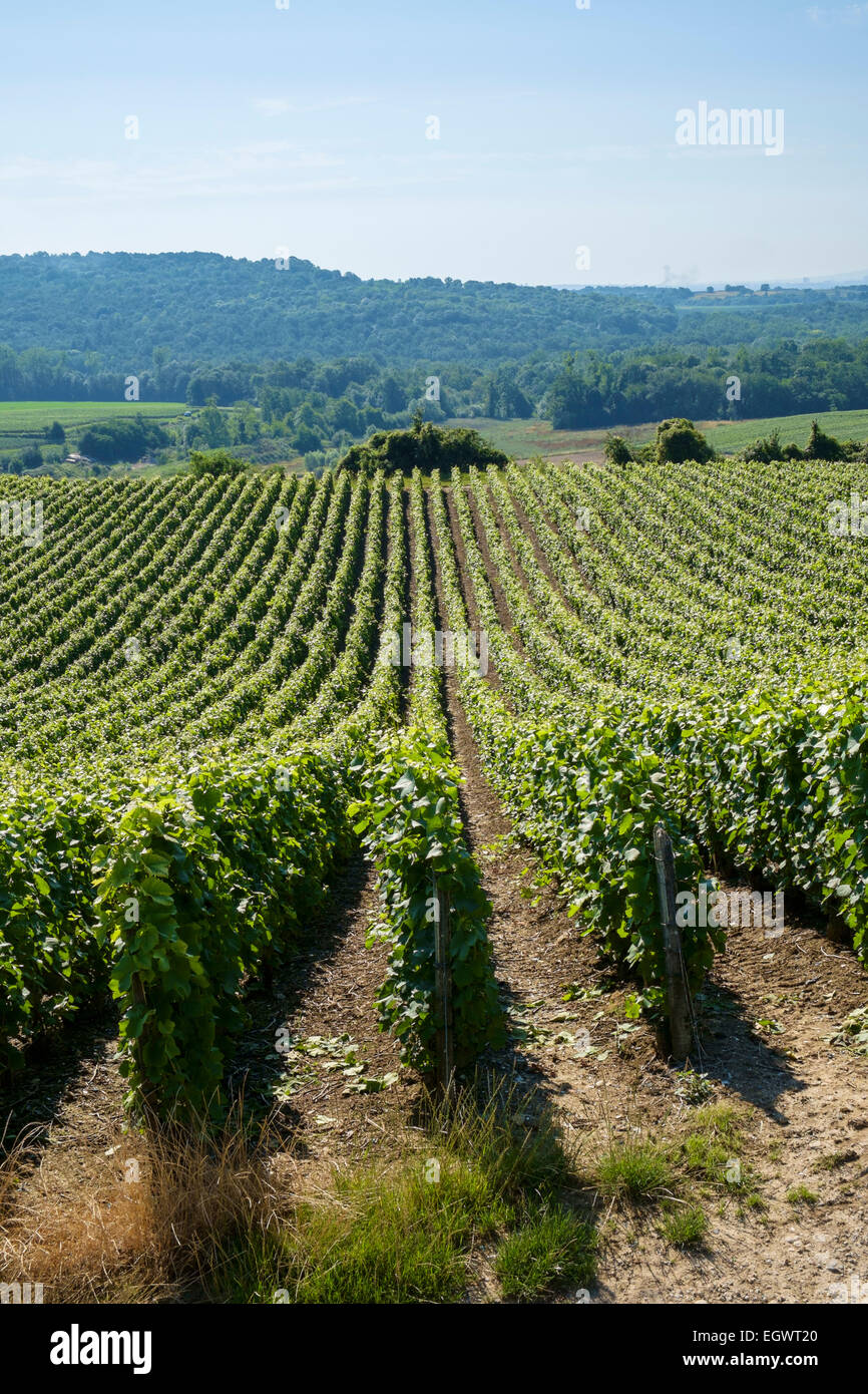 Domaines de la vigne en Champagne, France, Europe Banque D'Images