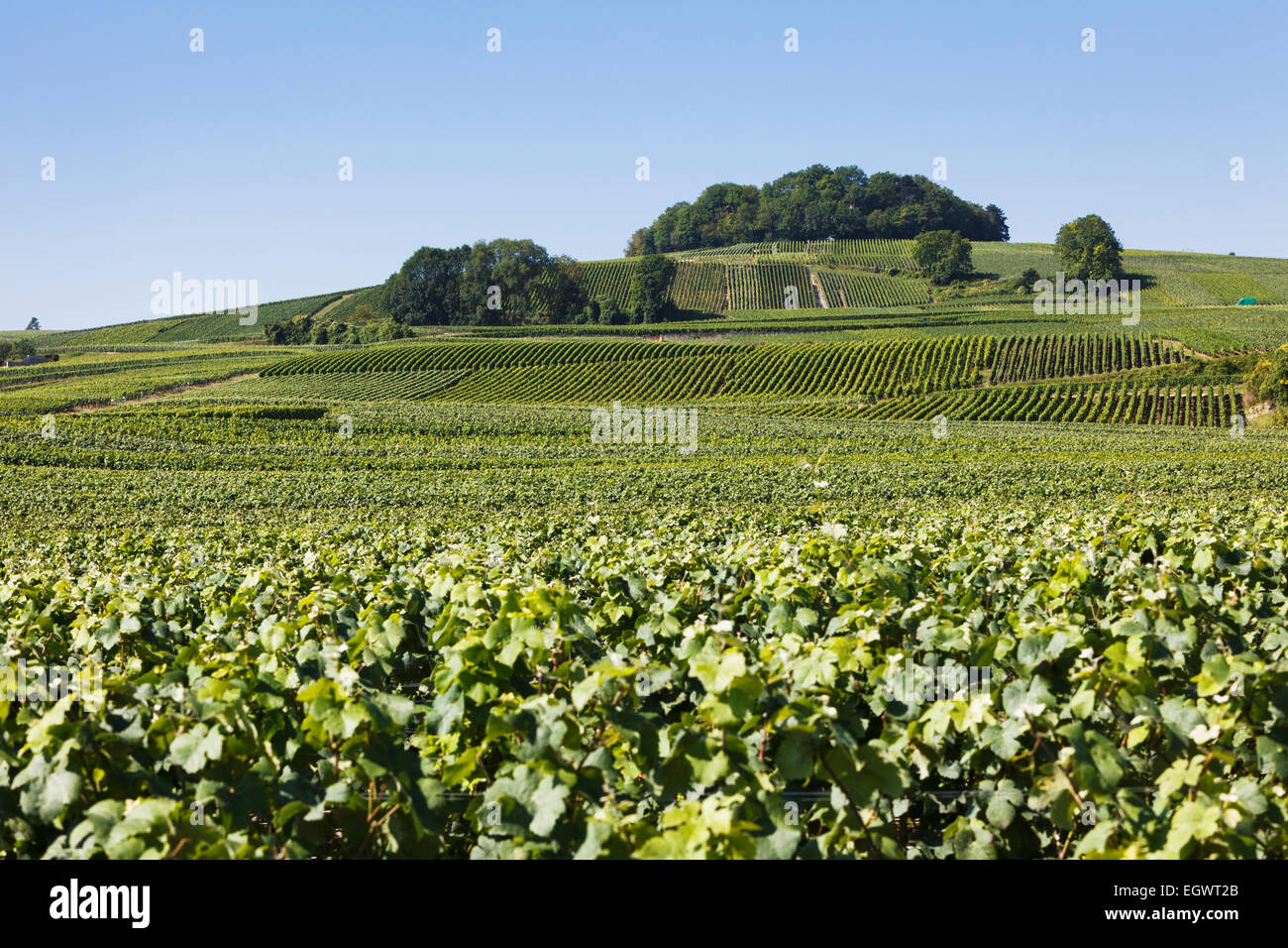 Domaines de vignes de Champagne près de Villedommange village, route du Champagne route touristique, France Banque D'Images