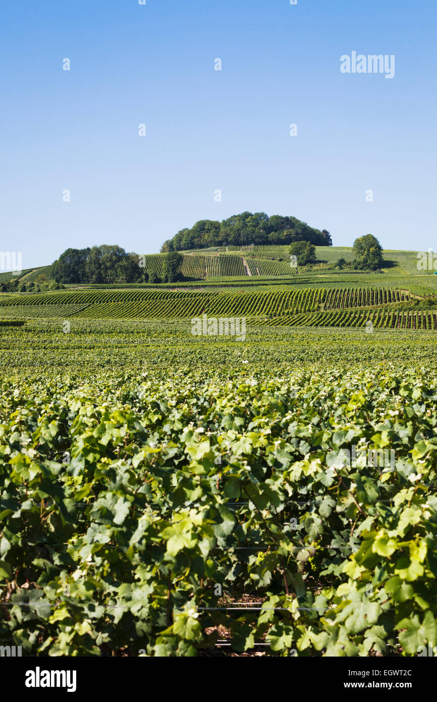 Plein champs de vignes de Champagne près de Villedommange village, route du Champagne route touristique, France, Europe Banque D'Images