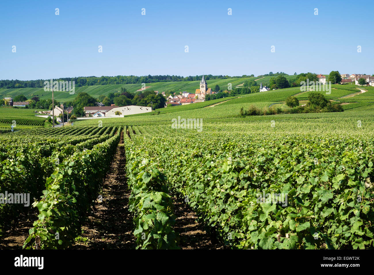 Petit village français de Ville-Dommange et vignobles dans la région Champagne, France, Europe Banque D'Images