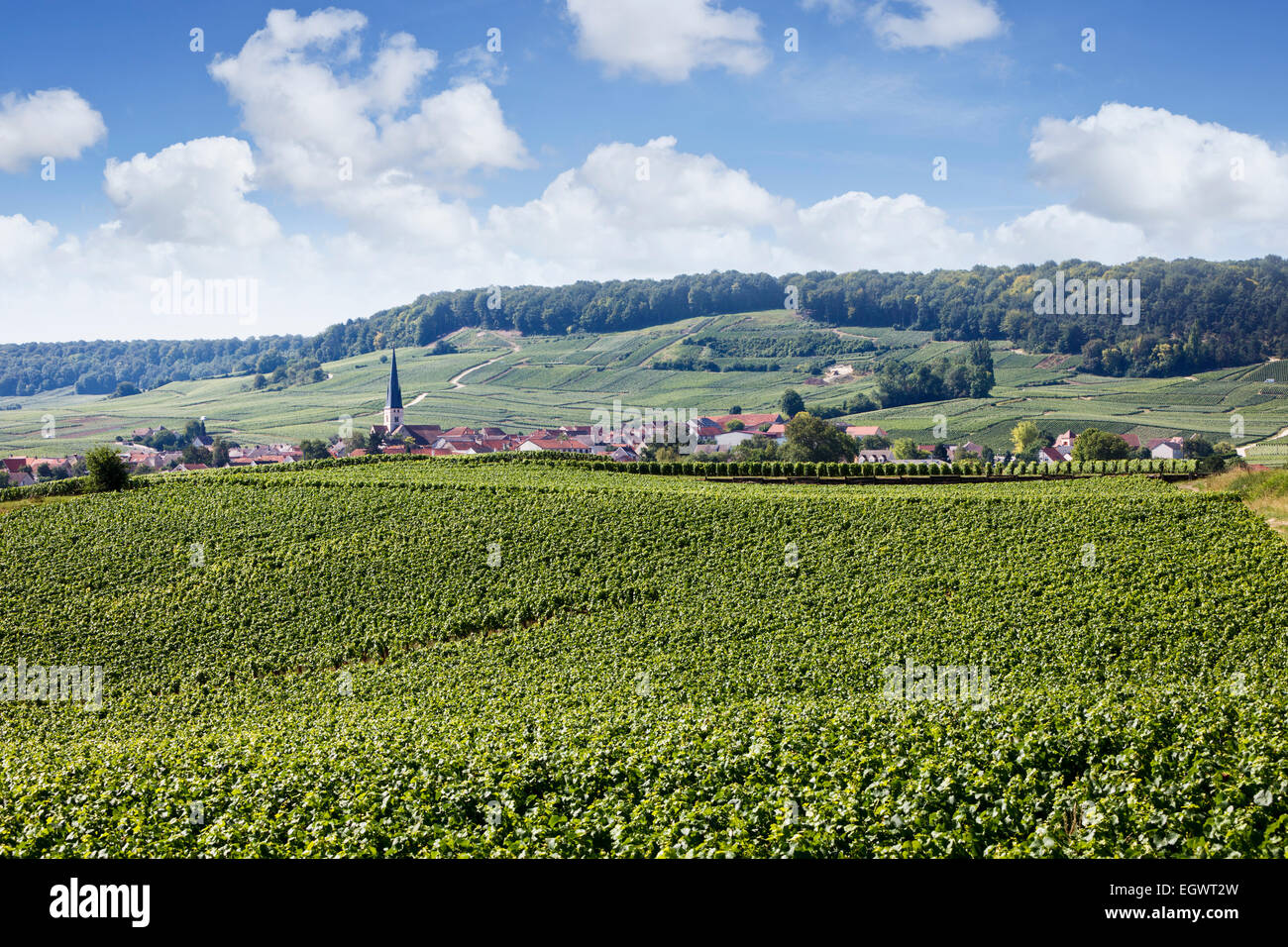 Vignes et village de Chamery dans les montagnes du Parc Régional de Reims, Champagne, France Banque D'Images