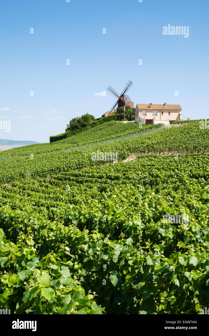 Moulin de Verzenay - un grand célèbre moulin en Champagne, France, Europe, vue sur les vignobles en été Banque D'Images