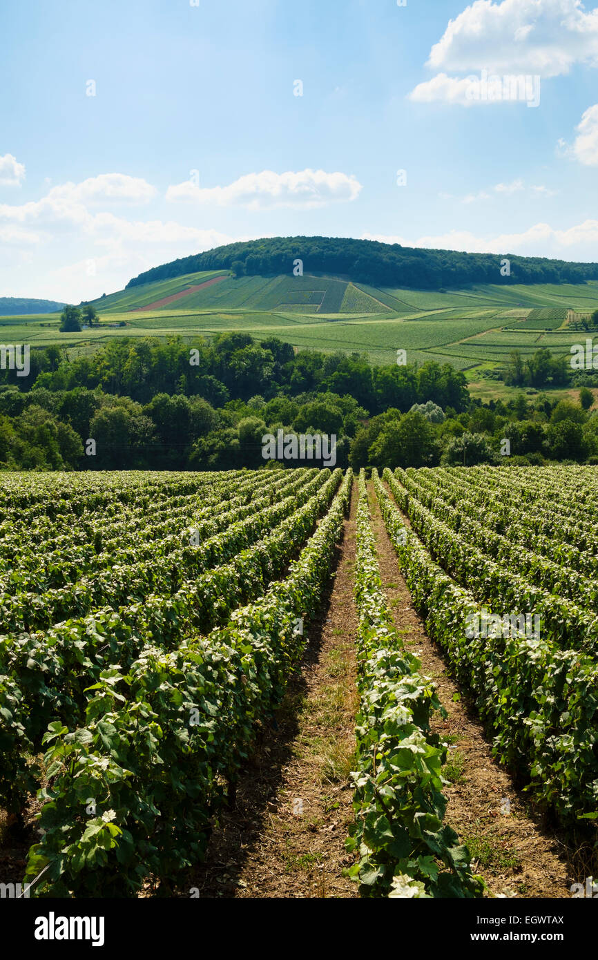 Région Champagne - Vignobles couvrant chaque domaine près de Festigny village de Champagne, France Banque D'Images
