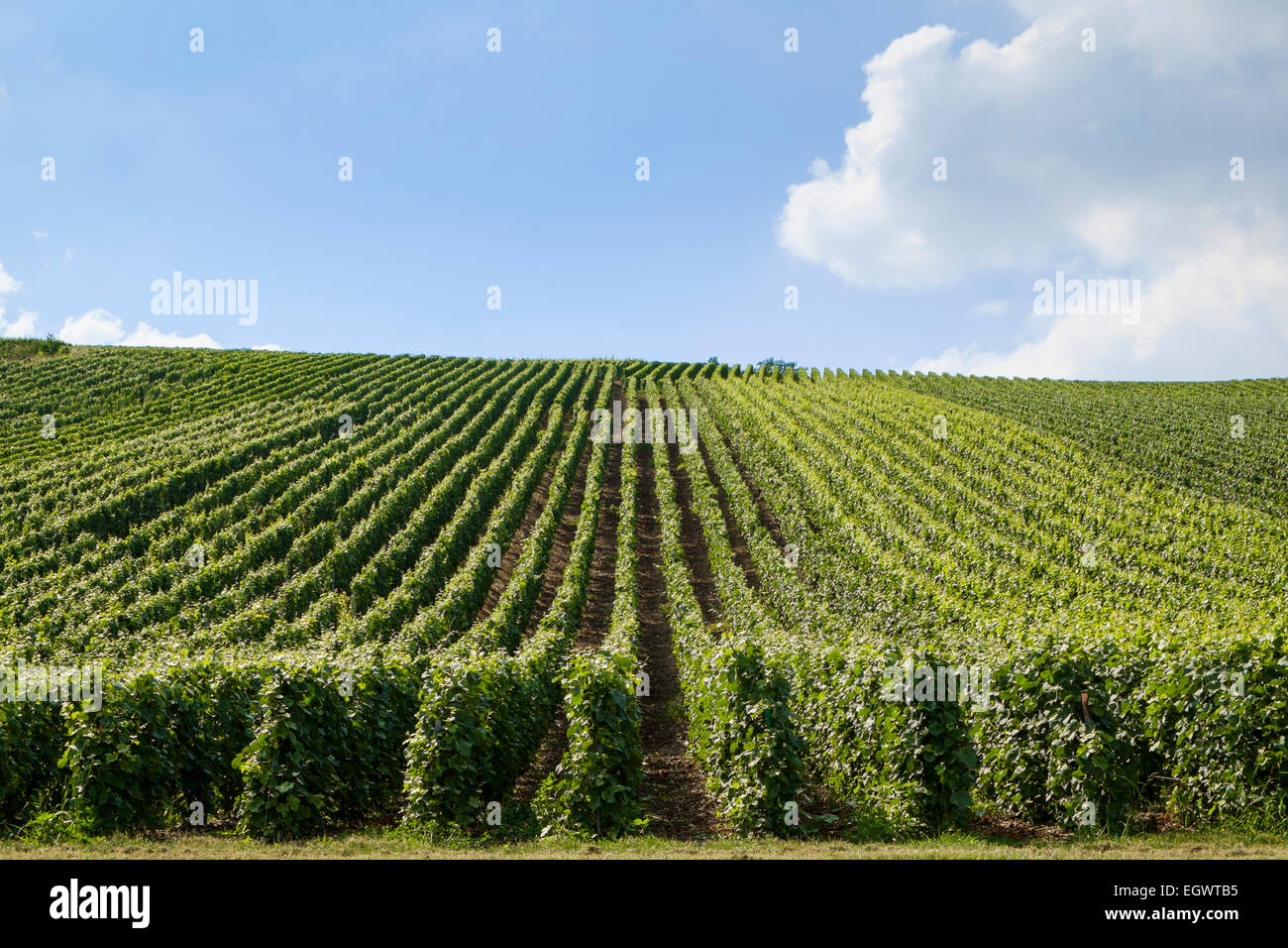 Vignobles dans les montagnes du Parc Régional de Reims route Route du Champagne en Champagne, France, Europe Banque D'Images