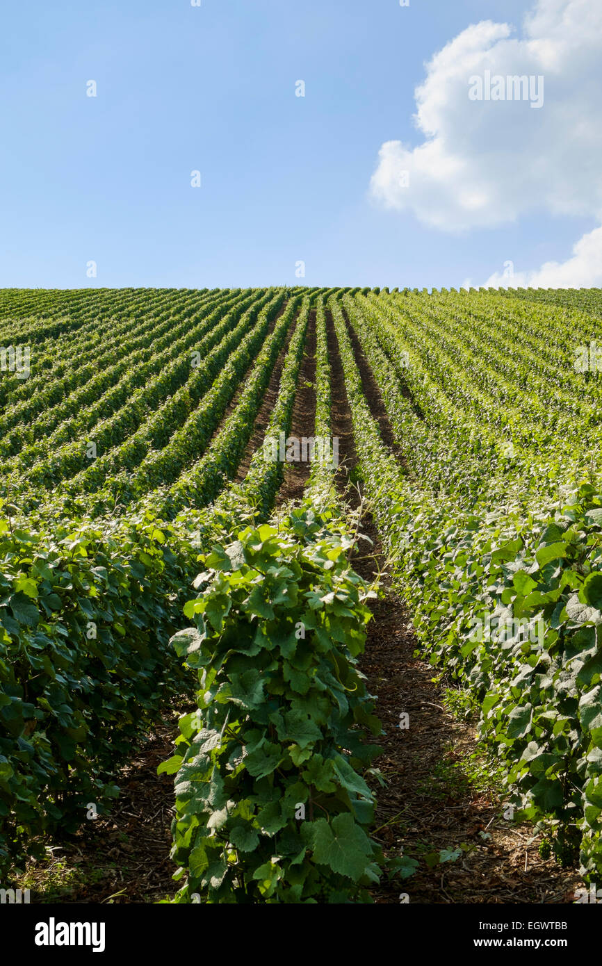 Vignobles dans les montagnes du Parc Régional de Reims sur la Route du Champagne, Champagne, France, Europe Banque D'Images