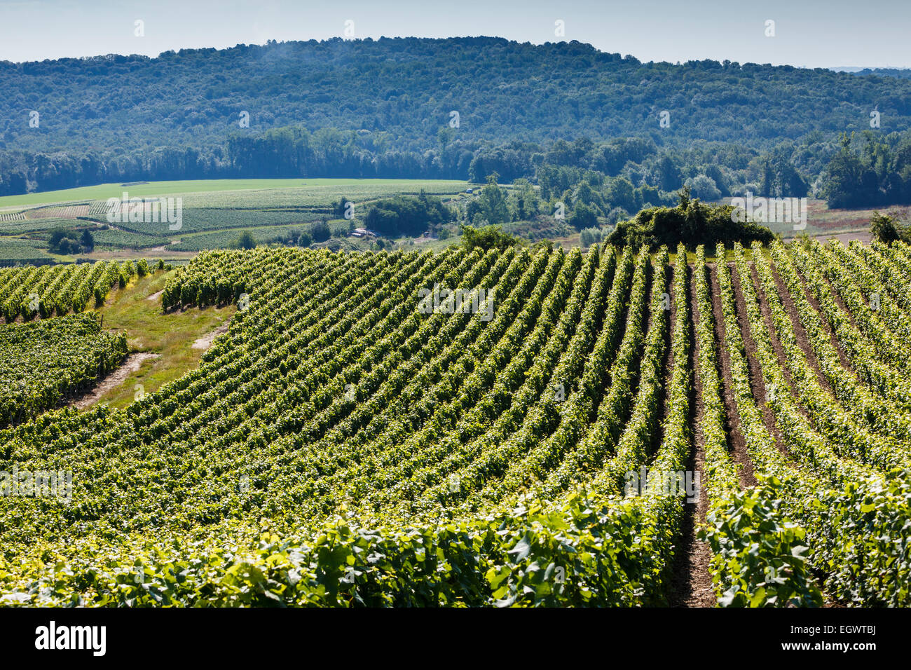Rangées de vignes en Champagne, France, Europe Banque D'Images