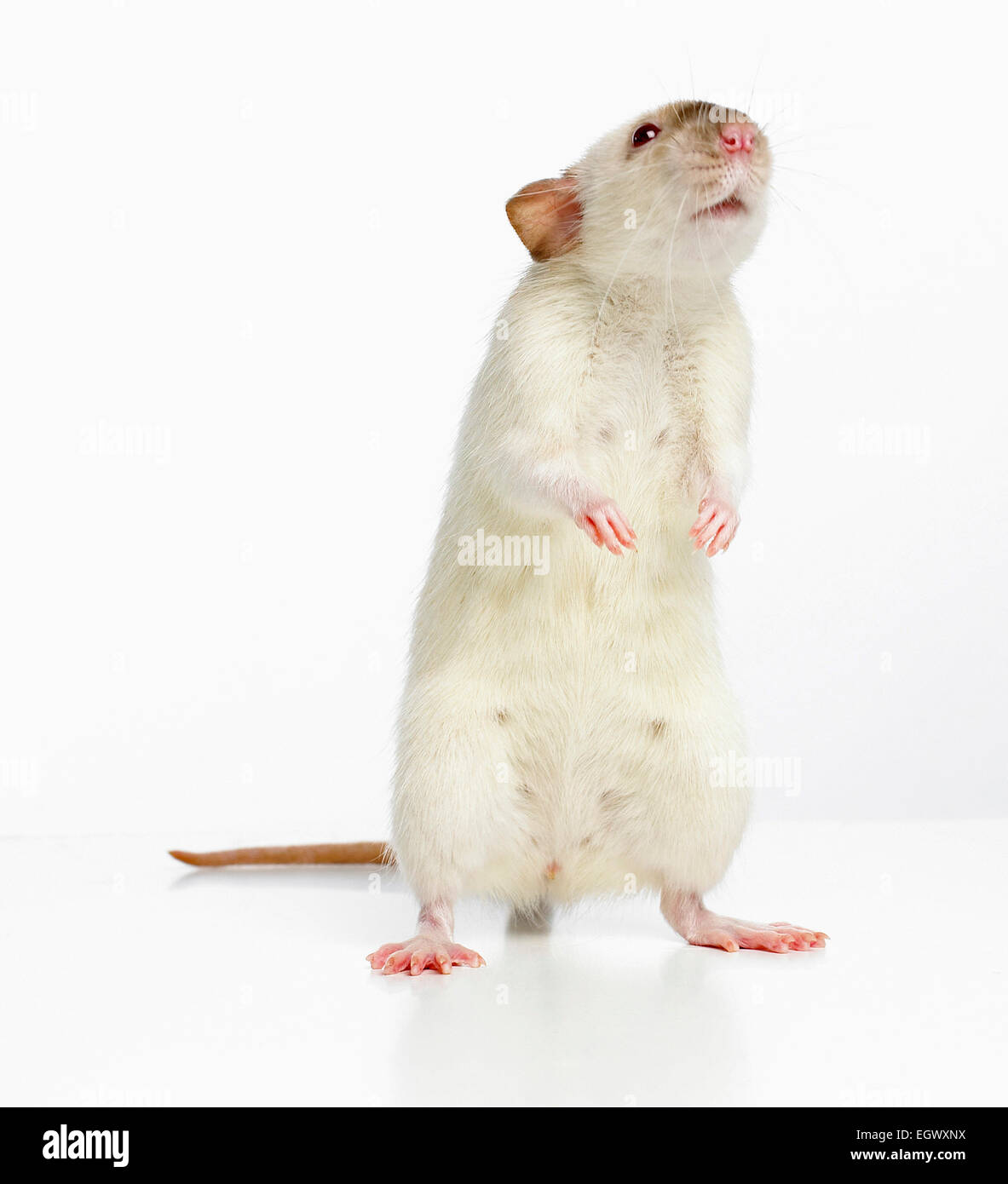 Cute Dumbo Rat Banque D Image Et Photos Alamy
