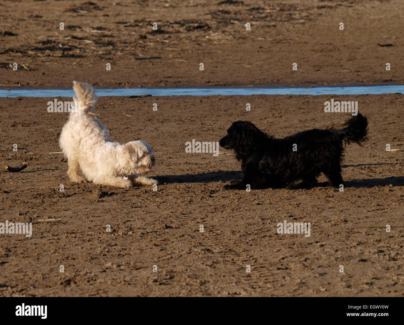 Un noir et un chien blanc à jouer ensemble, Devon, UK Banque D'Images