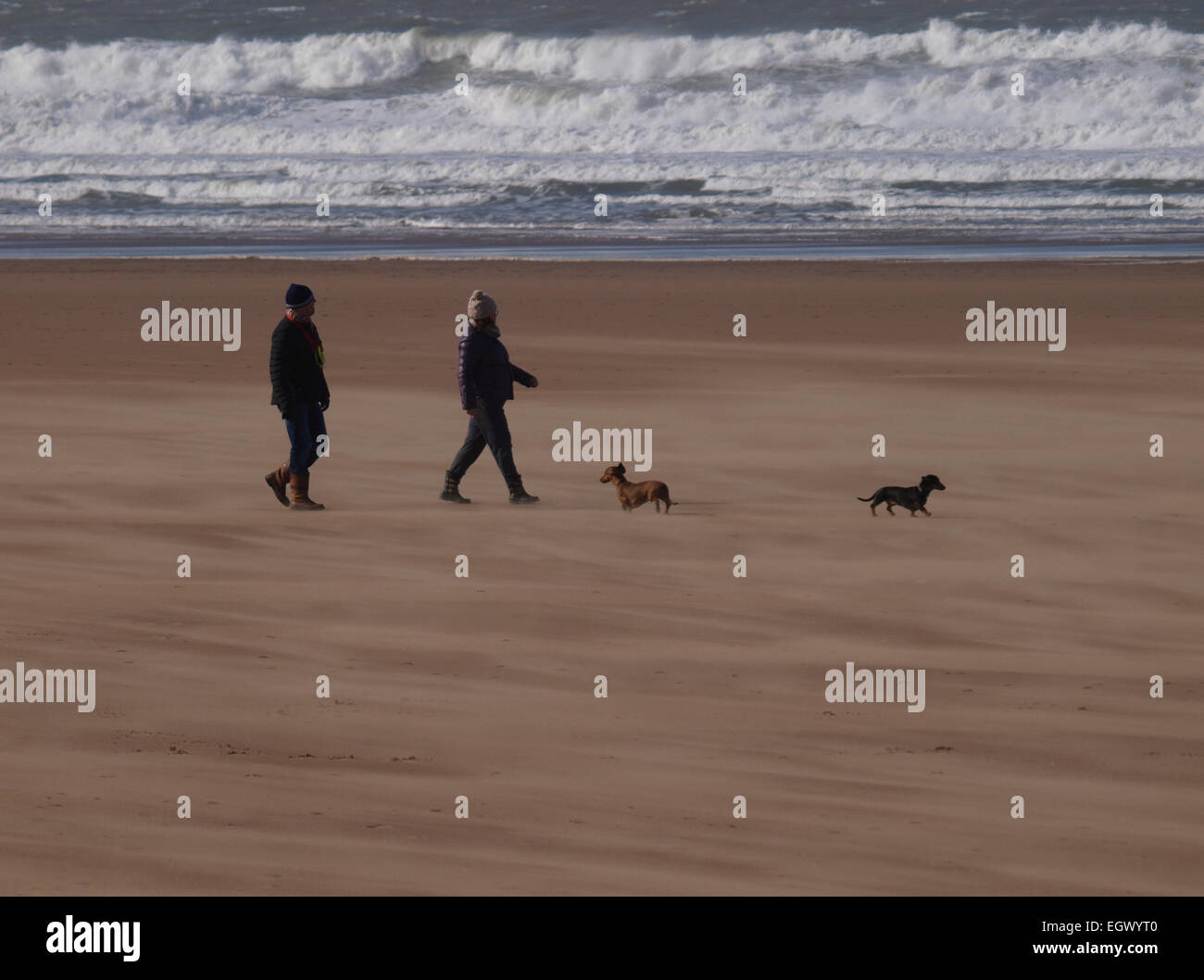 Promenade de chien d'hiver sur la plage, plage de Woolacombe, Devon, UK Banque D'Images