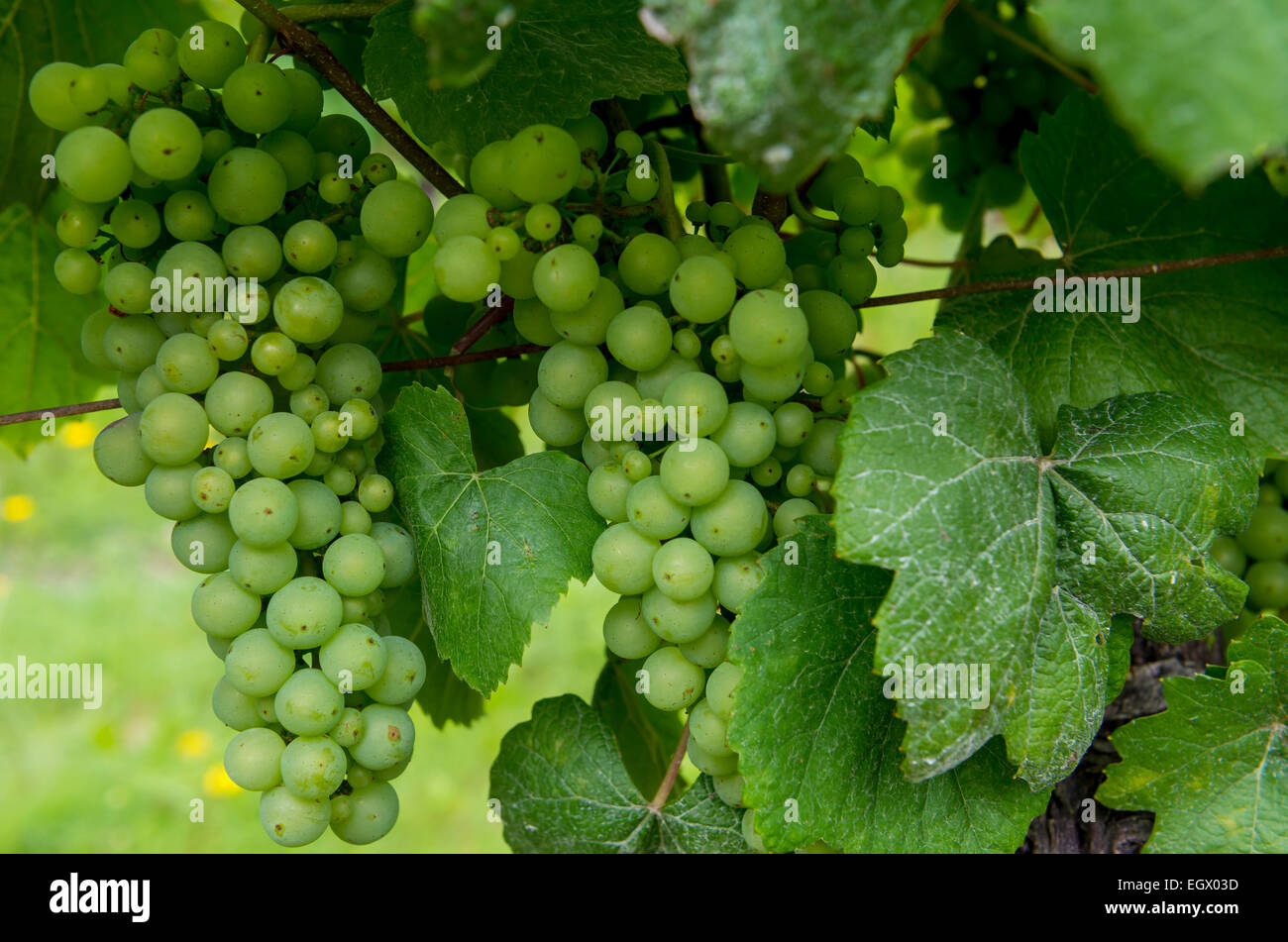 Raisins verts et de feuilles dans la région de vignoble de France. Banque D'Images