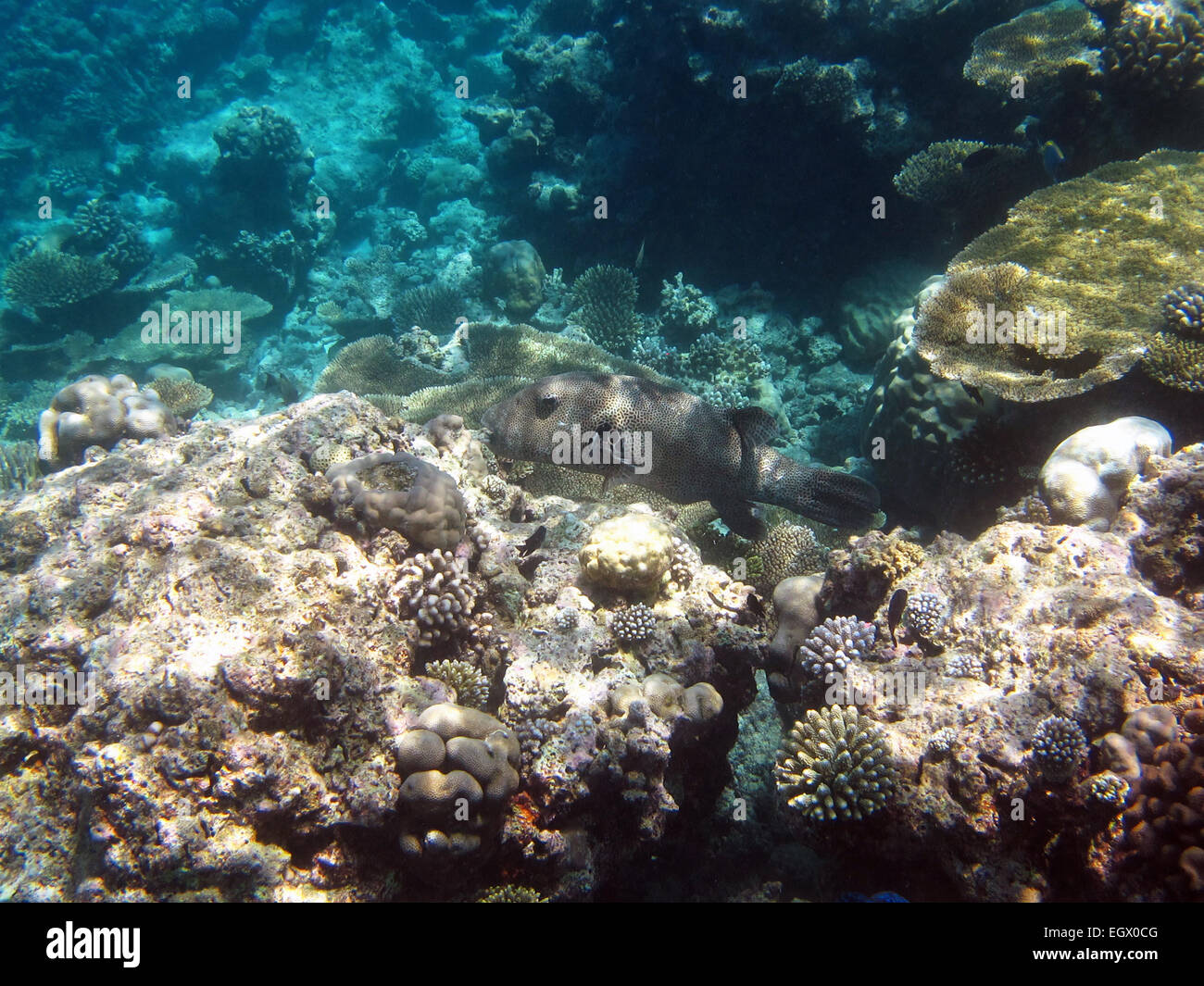 Piscine poisson-globe étoilé sur un récif de corail dans les Maldives Banque D'Images