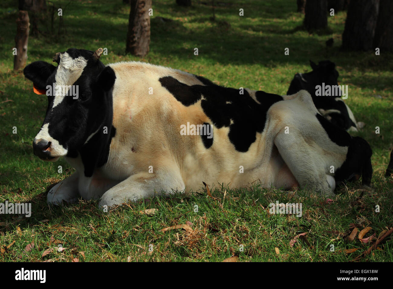 Une vache Holstein dans un pâturage sur une ferme à Cotacachi (Équateur) Banque D'Images