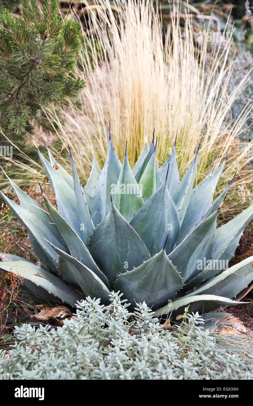 Un Agave à feuilles gris parryii est accentué par le feuillage d'automne d'une herbe plumes mexicaine dans un arrangement créé par Dan Johnson Banque D'Images