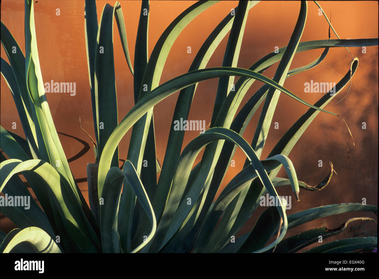 Les feuilles leathery sinueux d'un Yucca baccata, ou espagnol baïonnette. Banque D'Images