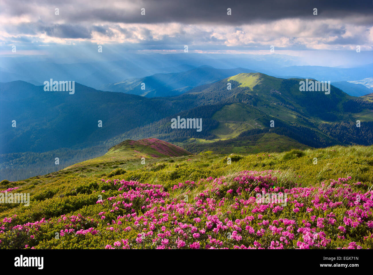 Rhododendron dans les Carpates avant la tempête, autour de rayons de lumière Banque D'Images