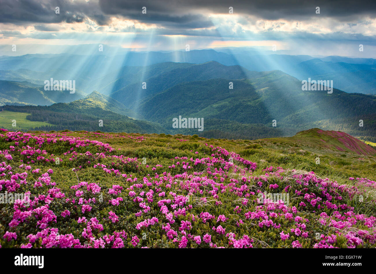 Rhododendron dans les Carpates avant la tempête, autour de rayons de lumière Banque D'Images