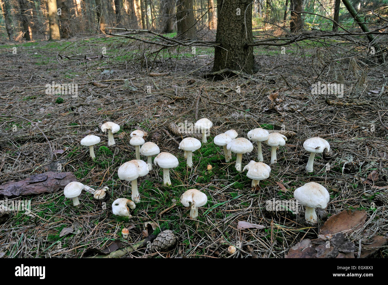 Vu toughshank / repéré à tige dure / repéré Collybia (Collybia maculata / Rhodocollybia maculata) dans une forêt de pins Banque D'Images