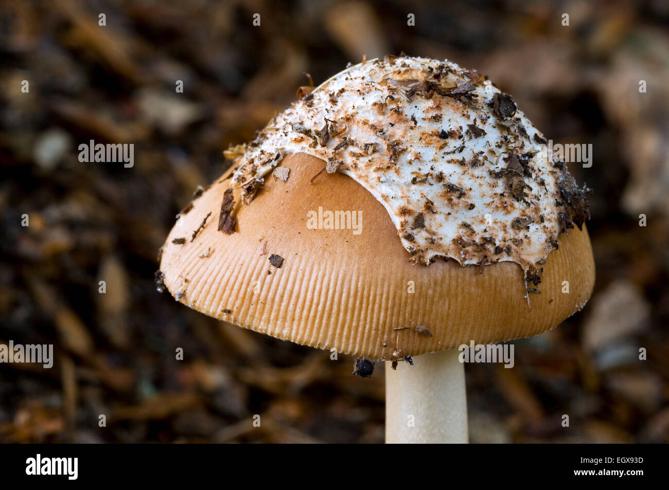 Grisette fauve (Amanita fulva / Agaricus fulvus) montrant vestige de voile universel / velum Banque D'Images