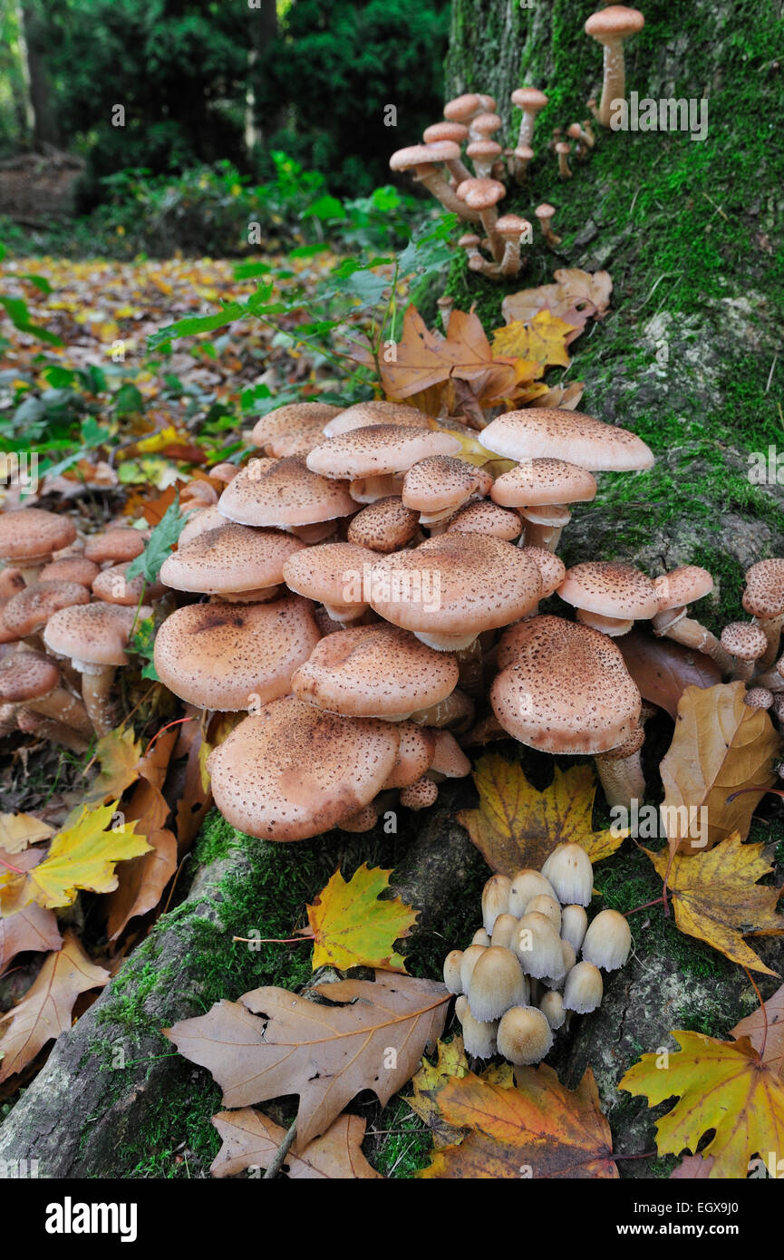 Miel foncé (champignon Armillaria Armillaria ostoyae / solidipes) à la base de l'arbre infecté Banque D'Images