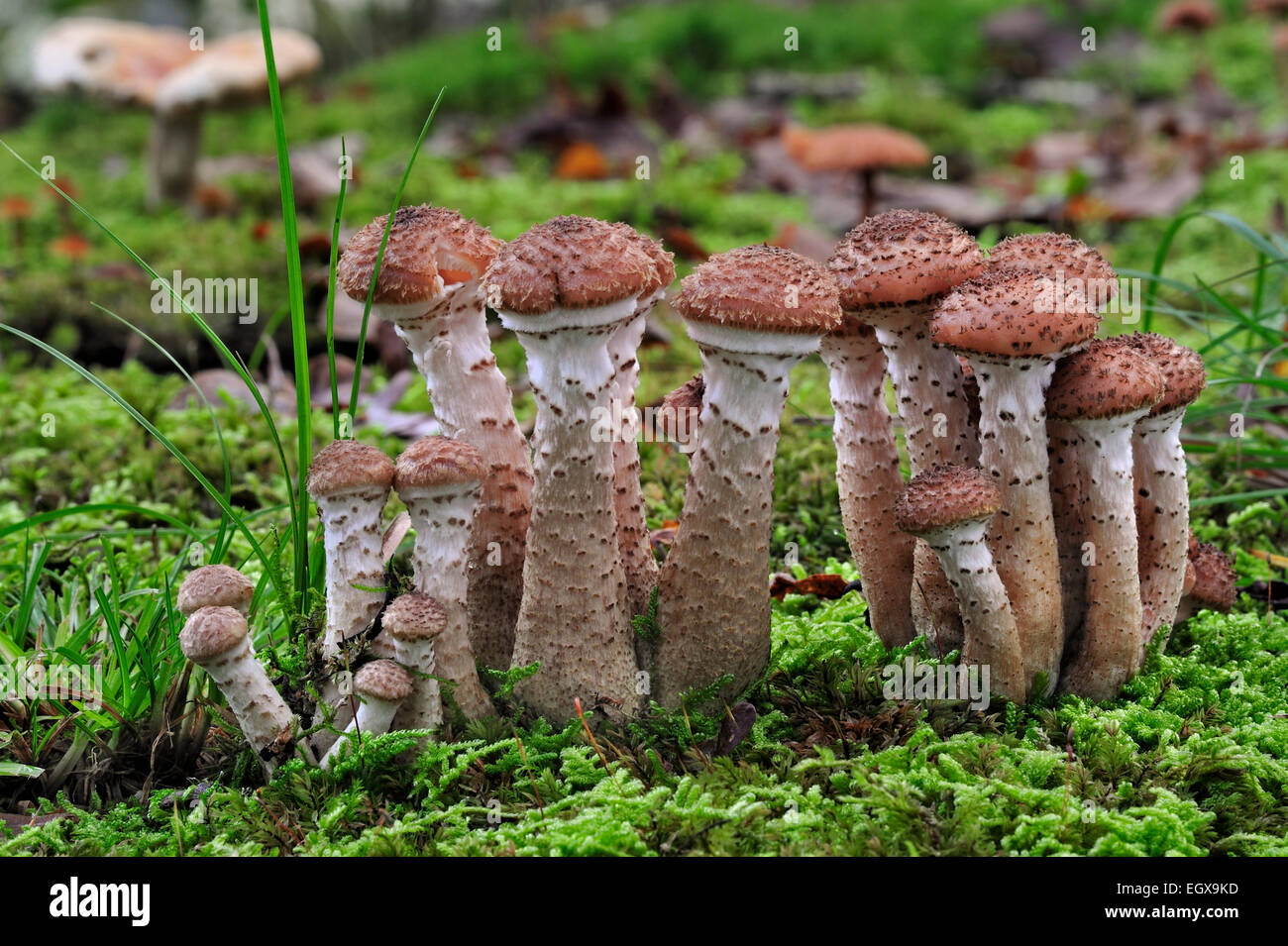 Miel foncé (champignon Armillaria Armillaria ostoyae / solidipes) de plus en plus parmi la mousse sur sol de la forêt en automne Banque D'Images