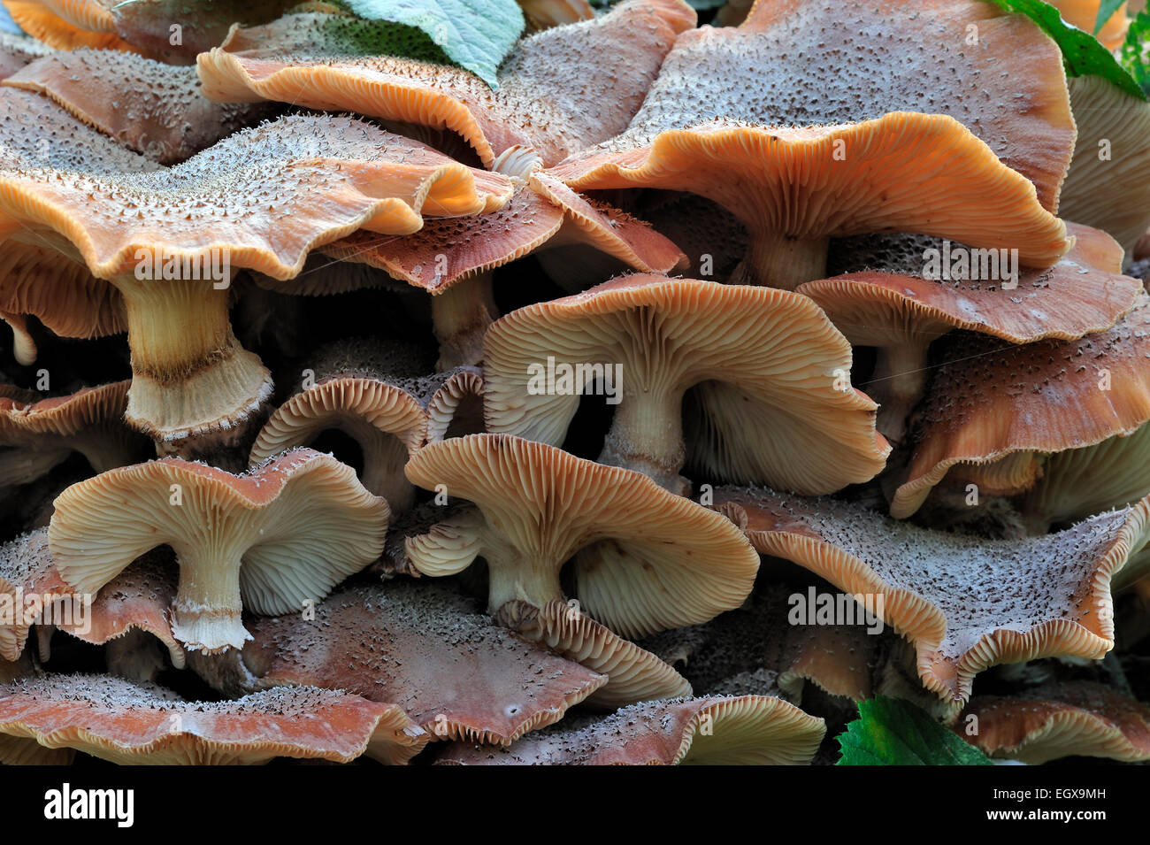 Miel foncé (champignon Armillaria Armillaria ostoyae / solidipes) croissant en cluster sur tronc d'arbre dans la forêt d'automne Banque D'Images