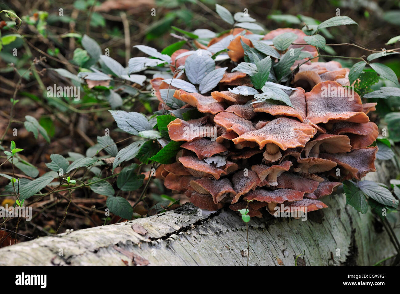 Miel foncé (champignon Armillaria Armillaria ostoyae / solidipes) croissant en cluster sur tronc d'arbre dans la forêt d'automne Banque D'Images