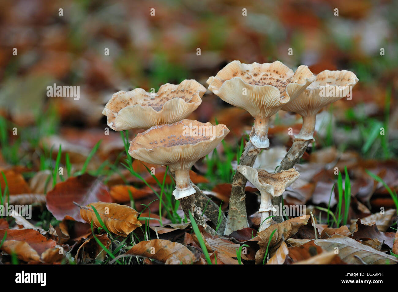 Miel foncé (champignon Armillaria Armillaria ostoyae / solidipes) parmi la litière en forêt d'automne Banque D'Images